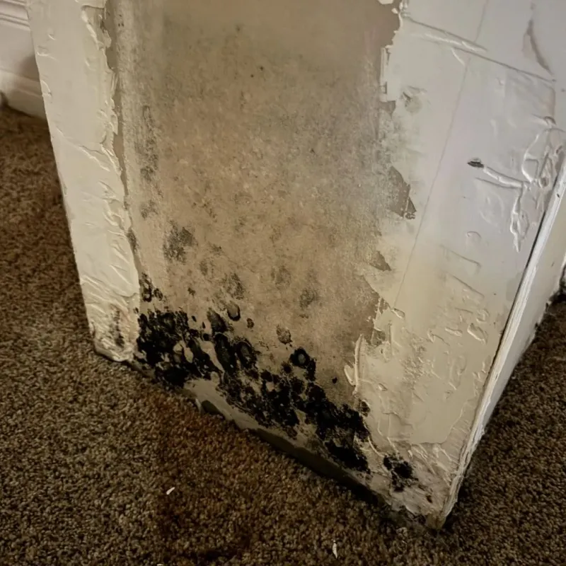 Professional Mold Removal in Rosemount, OH